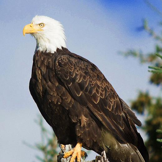 Conservation image 2