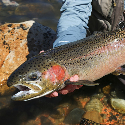 Specifications image 2