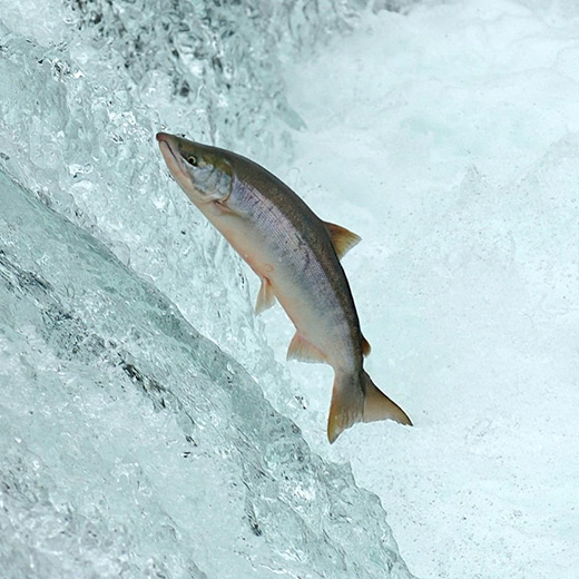 Conservation efforts image 2