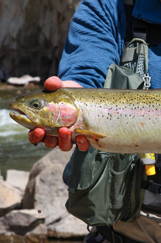 Conservation image 1