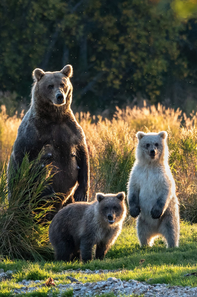 Conservation efforts image 1